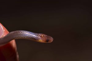 Serpiente cola-larga de Roatan