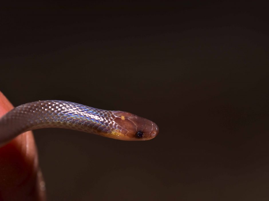 Serpiente cola-larga de Roatan