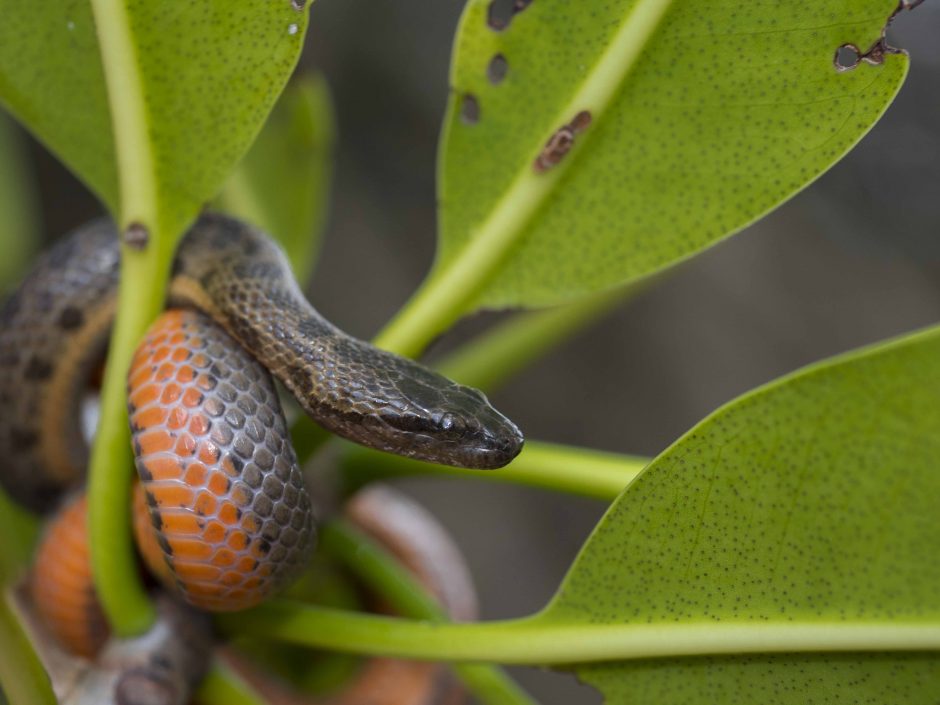 Serpiente buceadora de viente naranja